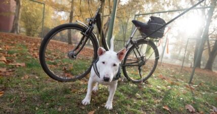 Consejos sobre cómo pasear en bicicleta con tu perro