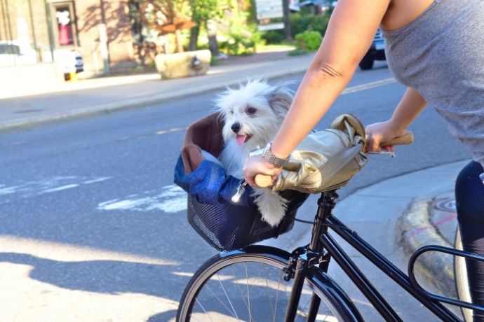 Cesta perro bici