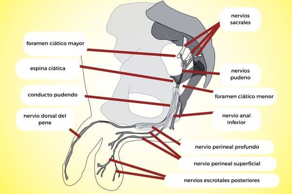 ¿Qué síntomas tiene el nervio pudendo afectado?
