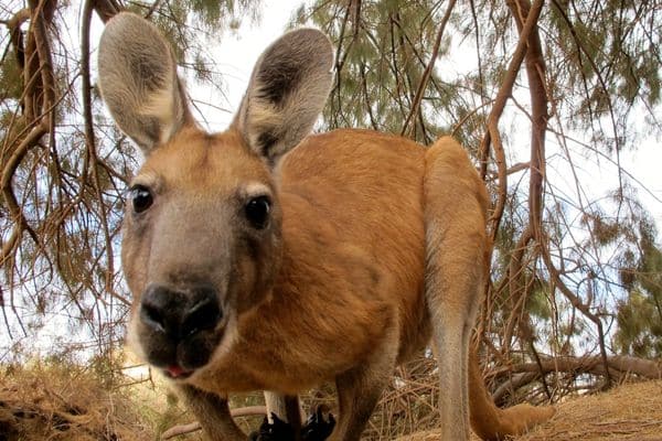 Datos curiosos de la Cadel Evans Great Ocean Road Race Datos curiosos de la Cadel Evans Great Ocean Road Race
